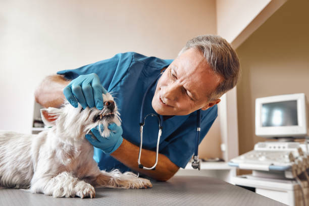 Best Emergency Root Canal Treatment in Stromsburg, NE